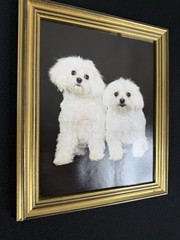 Vtg Original Framed Portrait White Maltese Dogs Gold Color Wood Ready To Hang