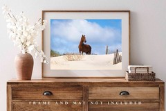 OBX Photography Print – Picture of Wild Horse Outer Banks Corolla North Carolina