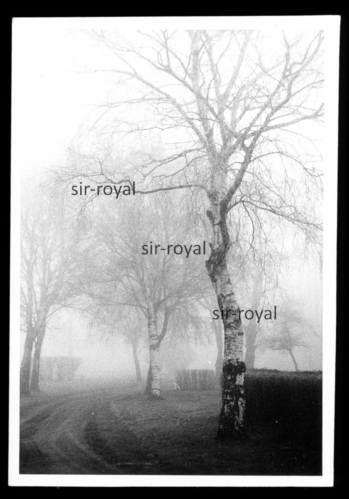 Melancholy Trees in Autumn – 1970s – Photo 9x13cm