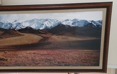 Thomas Mangelsen ‘After The Ice Age’-Grizzly Bear, Ltd Edition/ FRAMED 1992