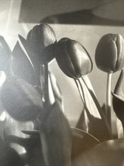 Bruce Cratsley “New Jersey Tulips” Photograph Signed Titled Dated 1985