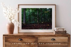 Fireflies Photography Print: Tennessee Lightning Bugs Forest Summer Nature Photo