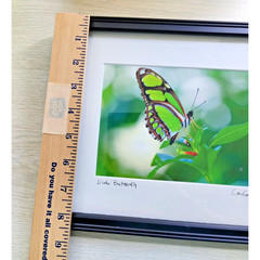 Signed Lance Cooper Dido Butterfly Framed Photo Print 2007 Nature Photography