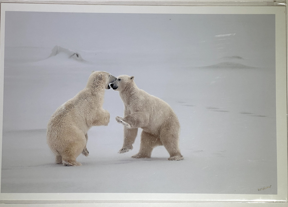 Polar Bears Sparring Photograph Print, signed, sealed in plastic 13″ x 19″