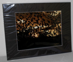 Silhouette Blackbirds Photo 8″ x 10″ in 11″ x 14″ Matte Signed by Kim Barry