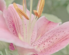 Stargazer Lily Collection Lot of 3 Original Photos 8×10 Wall Art Garden Florals