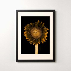 CHUCK CLOSE ‘Sunflower’, 2006/2011 SIGNED Photograph 24 x 18 in. #32/60 **NEW**