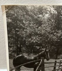 Arthur Gray Standard Oil Photographer Cleveland Ohio Beautiful Woman Horse Look!