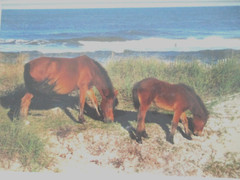 Mare and Foal Wild Horses Grazing by Ocean Photograph Signed Ray Matthews