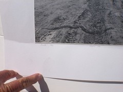 » Snake! » 1982 RAY BELCHER, Silver Gelatin Print , Santa Fe New Mexico