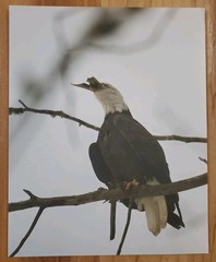 American Bald Eagle Print Picture Sitting on Tree Branch Eating Fish 8×10