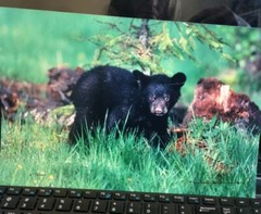 Black Bear Cub Photo Art Signed 12 x 8 unframed Michael Bowman Numbered 27/3000