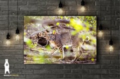 Bobcat Photography Prints, Wildlife Art, Nature Décor, Animal Lover Gifts