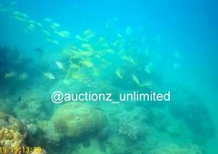 Digital Image Picture Photo Pic Andaman India underwater coral life scuba AND068