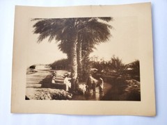 Vintage Photogravure of Biskra Algeria North Africa Oasis