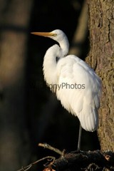 Great Egret Photo, Pick One Image – Various Sizes