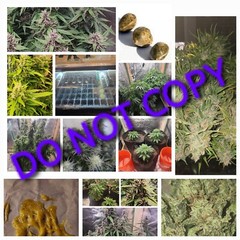 Hemp Weed Unframed 8×10 photograph print BONUS GIFT INCLUDED 3 and 3