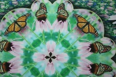 Monarch Collection Butterfly Collage Photo signed & numbered Print 9 1/2″x13″