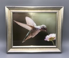 Hummingbird Framed Photograph Flight Feeding Flower, Silver Gold Frame 12×10