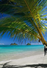 Peter Lik “Sweet Escape” Hawaii Palm Tree 1M Framed Picture