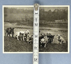 Bulldogs – An All English Eleven c. 1885 Fotofolio Art Photo Print Card 4.25”x6”