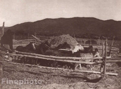 1900/72 Vintage EDWARD CURTIS Photo Gravure Native American Indian Horse Corral