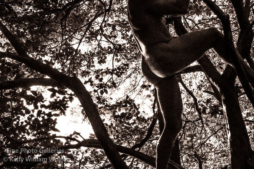 Original Male Nude KELLY WILLIAM WRIGHT Song Of The Trees #28 Stamped Photo 9×13