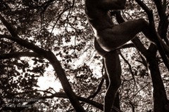 Original Male Nude KELLY WILLIAM WRIGHT Song Of The Trees #28 Stamped Photo 9×13