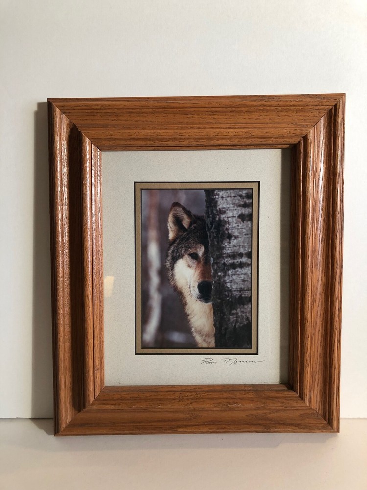 Framed photograph of Wolf by Ron Morreim 12″ x 14″