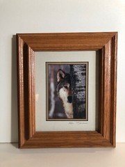 Framed photograph of Wolf by Ron Morreim 12″ x 14″