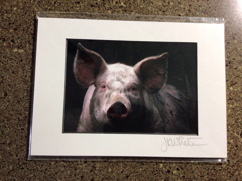 JK White Photographs Maine 5×7 Signed And Numbered Original Matted Pig Photo