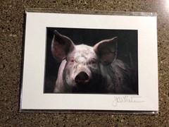 JK White Photographs Maine 5×7 Signed And Numbered Original Matted Pig Photo