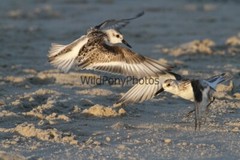Sanderling Photo, Pick One Image – Various Sizes