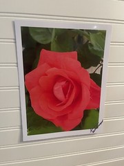 Garden Rose #5- landscape photograph 8.5×11