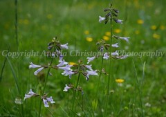 Original ACEO photo fine art print 2.5×3.5 inch LYRELEAF SAGE purple wildflower