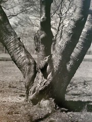 FOUR TRUNKS ORIGINAL SIGNED ART PHOTO B&W STETTNER VTG MATTE NJ CAMERA