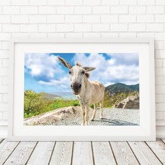 St John White Donkeys Photography Wall Art Decor, US Virgin Islands, USVI Donkey