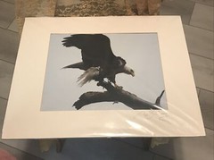 American Bald Eagle Perched – Matted for 20″ x 16.25″ Signed David Z Guy