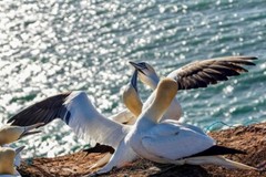 Digital Image Picture Photo Pic Wallpaper Background Northern Gannet Bird Beach