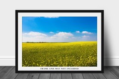 Country Photography Print – Picture of Rolling Fields of Canola in Oklahoma