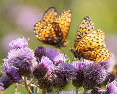 Hydaspe butterflies, Mammoth Hot Springs 8×10 Photograph Print 8″x10″
