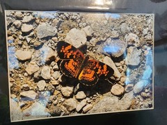 Matted Photography Pearl Crescent Butterfly Close Up, 8×10