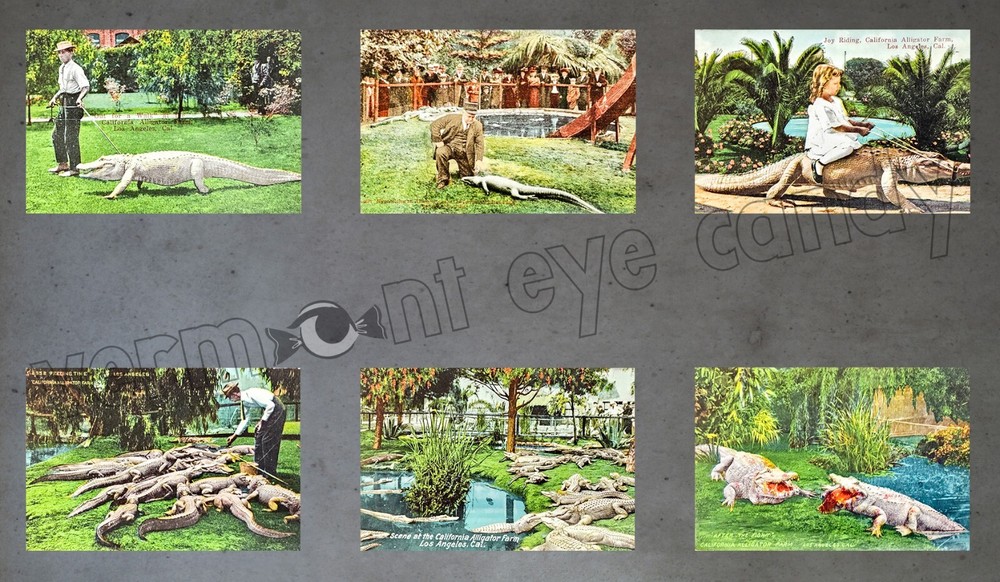 Los Angeles Alligator Farm Photos Postcards Set of 6 DIGITAL DOWNLOAD Blood Guts