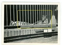 17 photos zoo zoological garden Berlin 1933 lions elephants leopards walrus