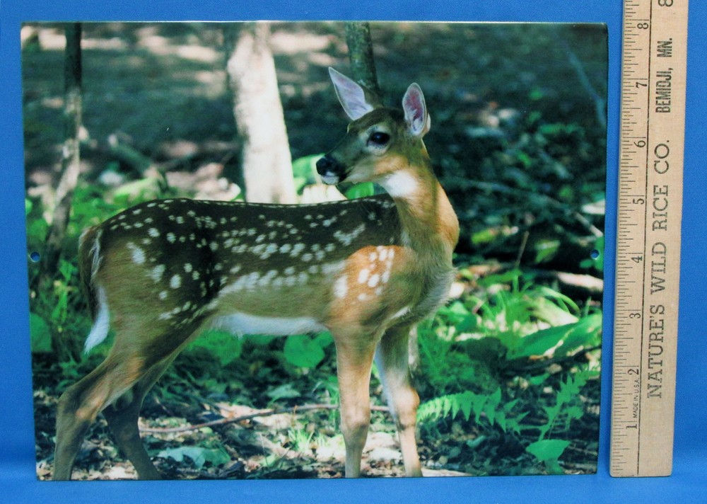 Mark Lewer Fawn Deer Photograph Picture Printed on Metal Wall Hanging