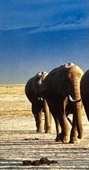 Thomas D. Mangelsen’s “The Long Journey” Limited Edition Signed Photo #293/1200