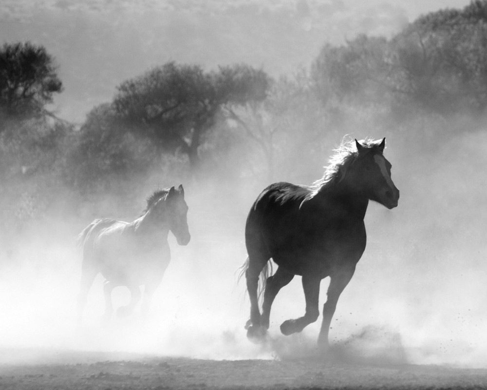 Brown and White Stallions Running in a Field 8″x10″ Photograph Print 8×10