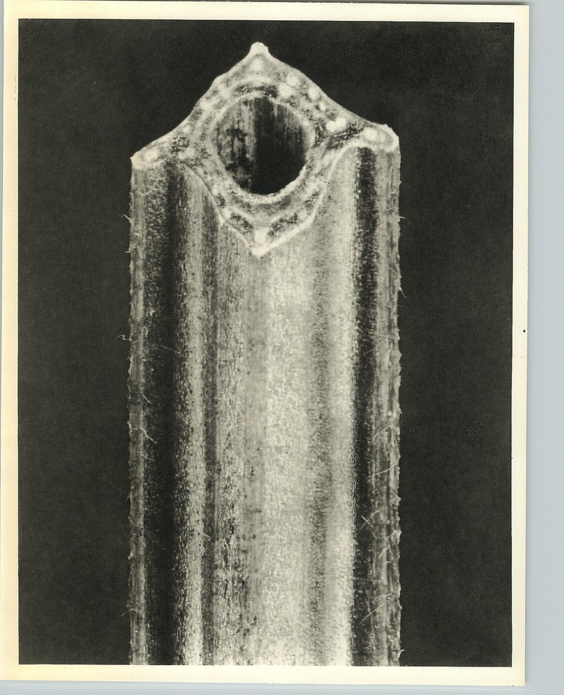 1942 Original BOTANICAL PLANT Broad Bean Flower Photo Art KARL BLOSSFELDT
