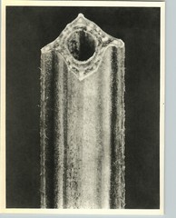 1942 Original BOTANICAL PLANT Broad Bean Flower Photo Art KARL BLOSSFELDT