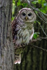Digital Image Picture Photo Pic Wallpaper Background Owl On A Branch 7852